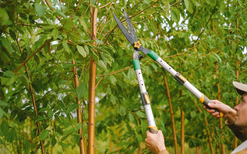 Tree trimming in Richland, WA